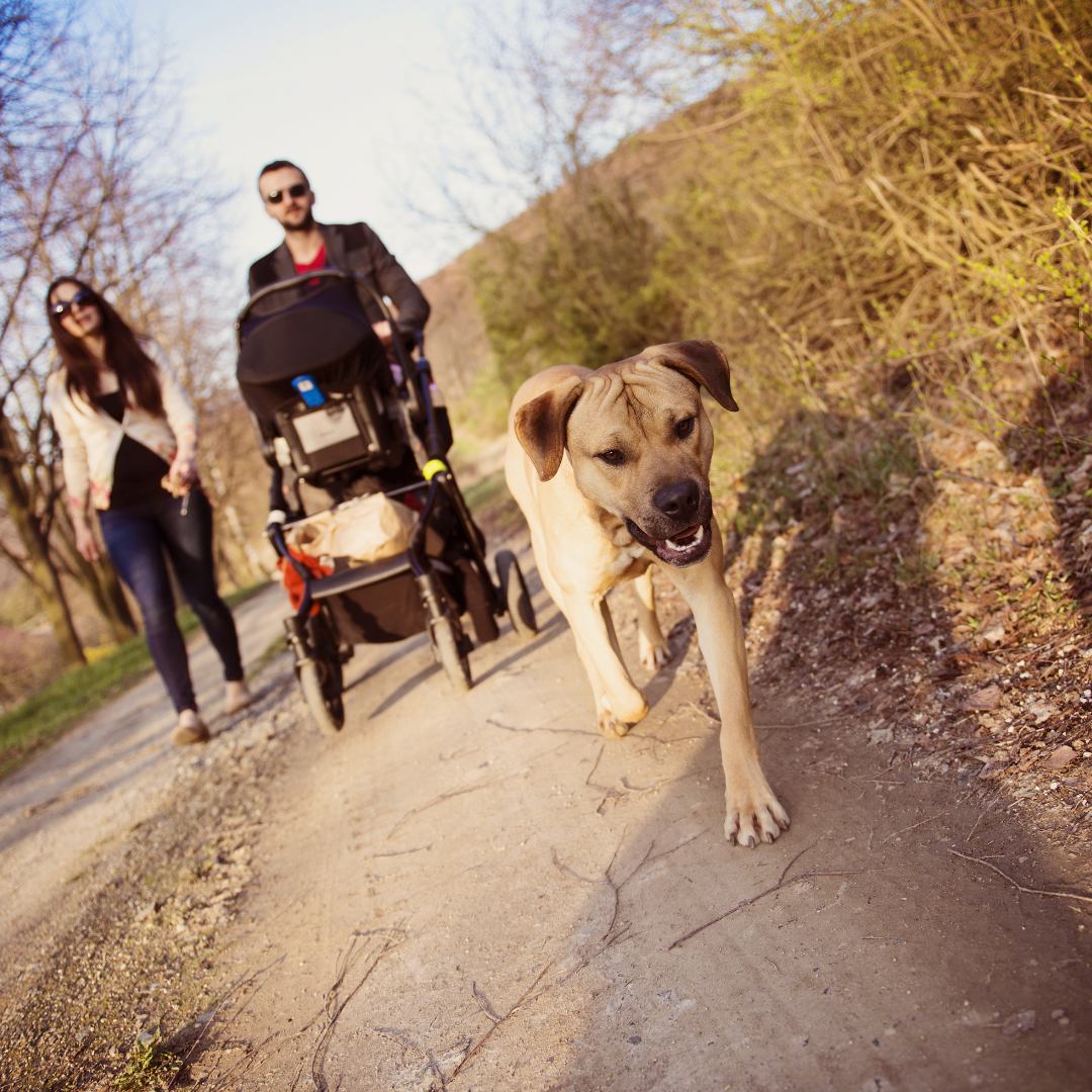 Dog running ahead of a couple with a stroller on a path in a natural setting